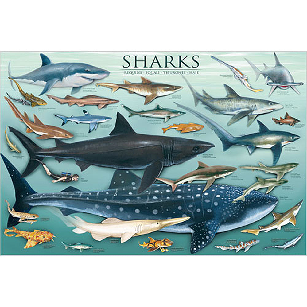Shark Poster 24" x 36"