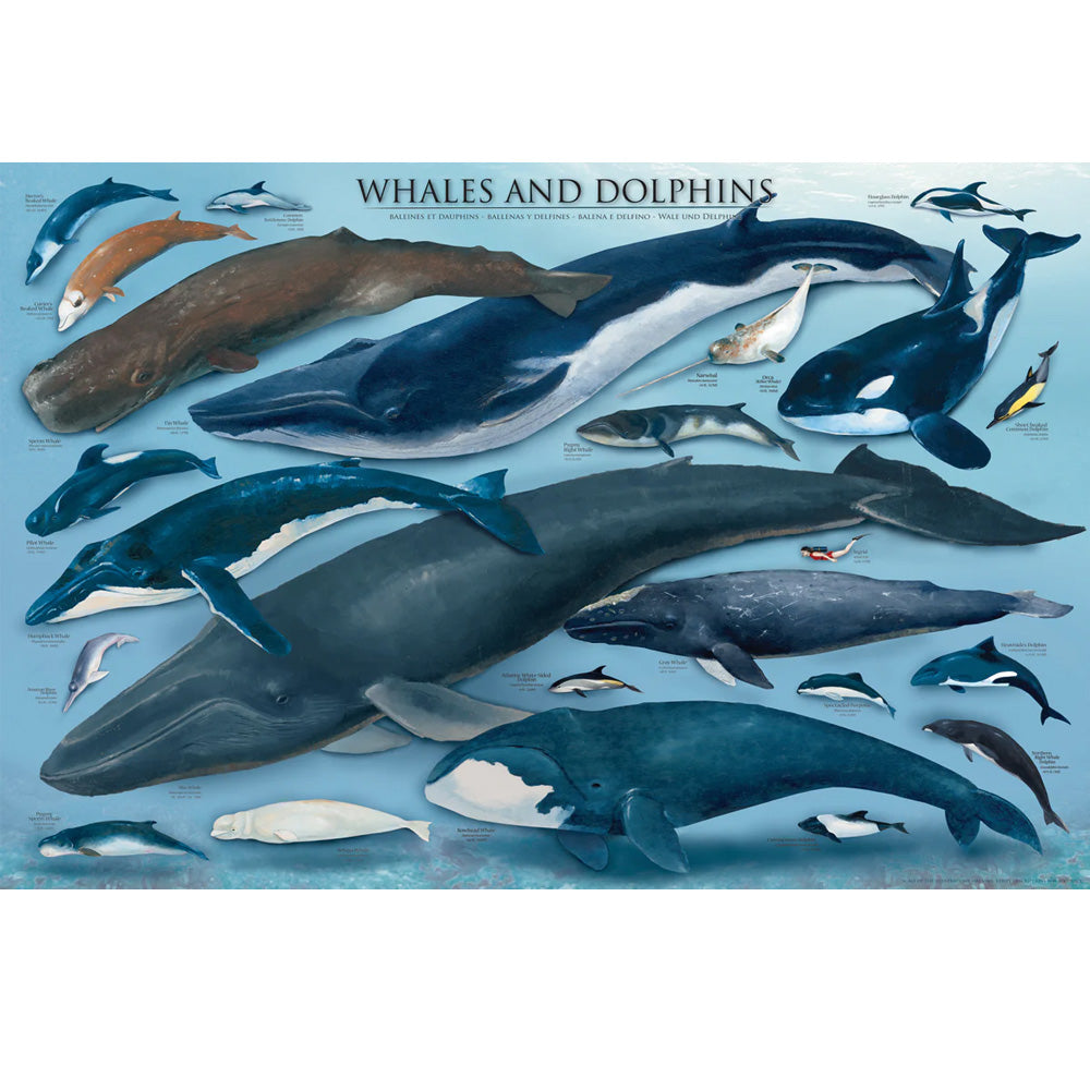 Whales and dolphins illustrated poster. This highly detailed print is perfect for a bedroom, office or classroom. Poster measures 36 x 24 inches. Measures 24 inches by 36 inches Highly detailed, quality poster Great for home, office or classroom. Poster by Eurographics