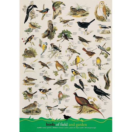 24 x 36 inch Non-Laminated Paper Poster Depicting Various Species of Birds found in Rural Field and Garden Landscapes by EuroGraphics.