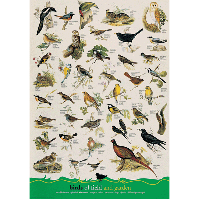 24 x 36 inch Non-Laminated Paper Poster Depicting Various Species of Birds found in Rural Field and Garden Landscapes by EuroGraphics.