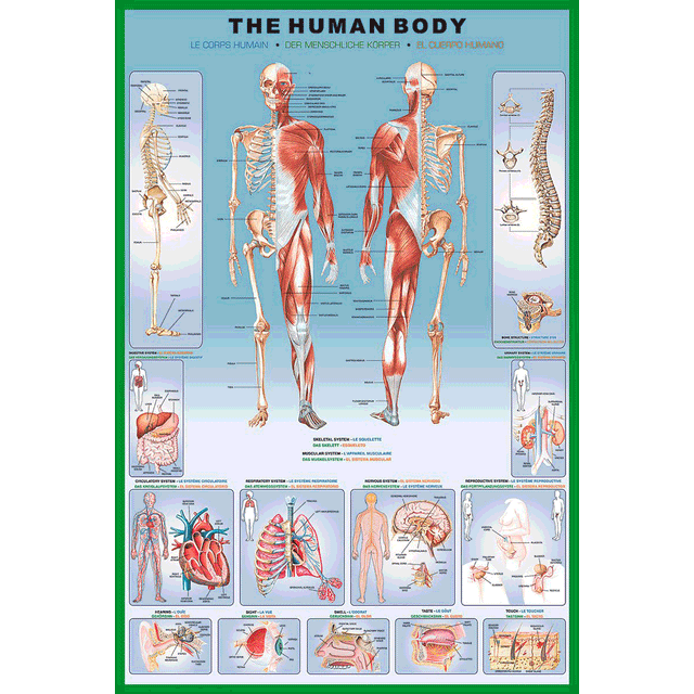 24 x 36 inch Non-Laminated Paper Poster Depicting the Skeletal and Muscular Systems of the Human Body along with illustrations of Various Organs and Processes by EuroGraphics.