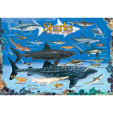 100 Piece Jigsaw Puzzle made from Recycled Paper depicting Illustrations of Various Sharks of the Ocean and their Relative size to Each Other and a Human by EuroGaphics.