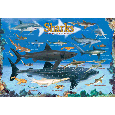 100 Piece Jigsaw Puzzle made from Recycled Paper depicting Illustrations of Various Sharks of the Ocean and their Relative size to Each Other and a Human by EuroGaphics.