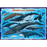 100 Piece Jigsaw Puzzle made from Recycled Paper depicting Illustrations of Various Whales and Dolphins and their respective size to one another and a Human by EuroGaphics.