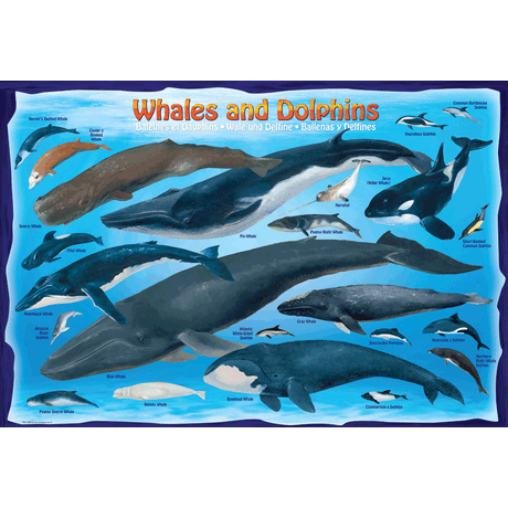 100 Piece Jigsaw Puzzle made from Recycled Paper depicting Illustrations of Various Whales and Dolphins and their respective size to one another and a Human by EuroGaphics.